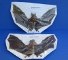6 to 9 inches<font color=red>Wholesale</font> Preserved Mummified Big-Eared Roundleaf Bat in a Flying Position - Case of 4 @ $35.00 each