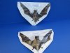 8 inches<font color=red> Wholesale</font> Authentic Preserved Dried Mastiff Bat in a Flying Position with Wings Spread - Case of 4 @ $35.00 each