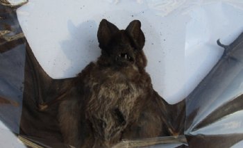 Mummified Dried Mastiff Bats in a Flying Position <font color=red> Wholesale</font> with Wings Spread, 8 inches - 4 @ $36 each