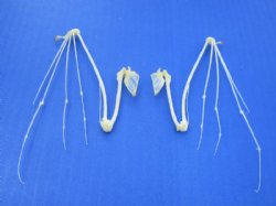 Pair of Bat Wing Skeletons with Wings Open 3-1/2 to 4-1/2 inches - $25.99 each Plus $8.50 Postage