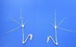 Pair of Bat Wing Skeletons in a Flying Position - $25.99 Plus $8.50 Postage