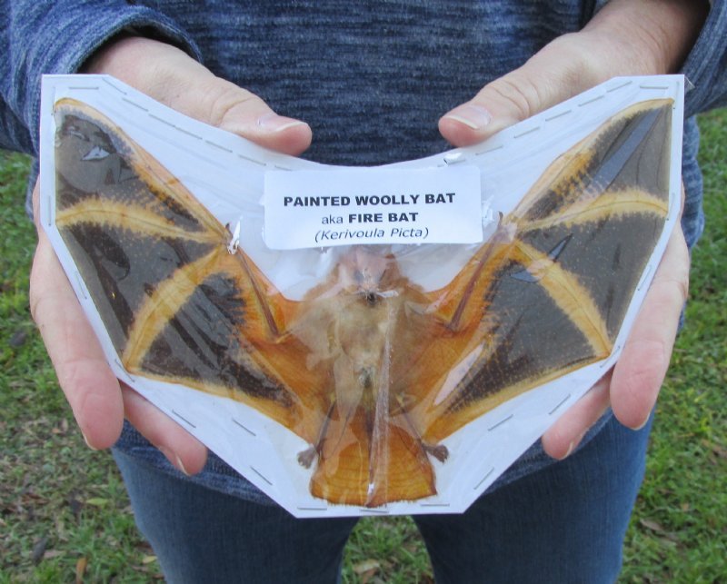 Wholesale Preserved Painted Bats for Sale, Wooly Bats 35.00 each