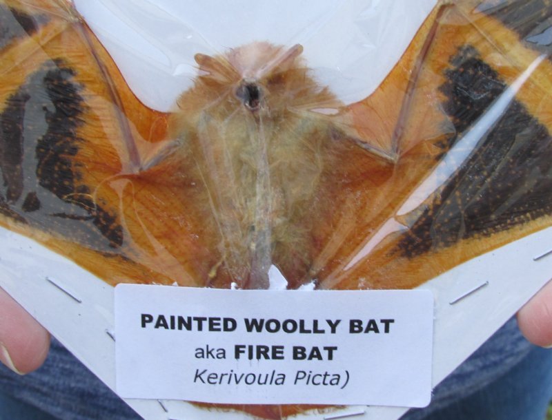 Real Preserved Flying Painted Woolly Bat for Sale Pack of 1 39.99 each