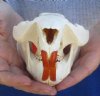 Beaver Skulls