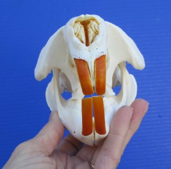 Beaver Skull, Beaver Skulls