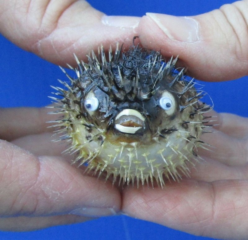 6" Free Ship Natural Dried Puffer Porcupine Real Fish Blowfish Specimen 5" 