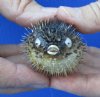 2 to 3 inches Small Dried Porcupine Blowfish in Bulk - Pack of 2 @ $2.70 each; Pack of 25 @ $1.60 each; Pack of 100 @ $1.15 each - (These blowfish have <font color=red> Sharp Spines </font>)