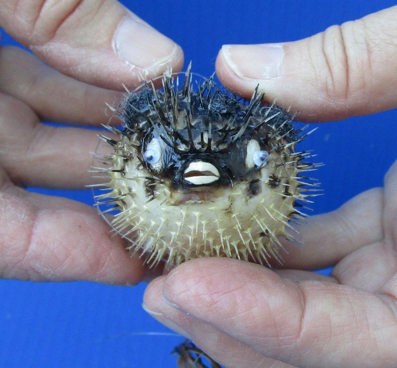 2 to 3 inches Small Dried Porcupine Blowfish in Bulk Bag of 25 1.60 each