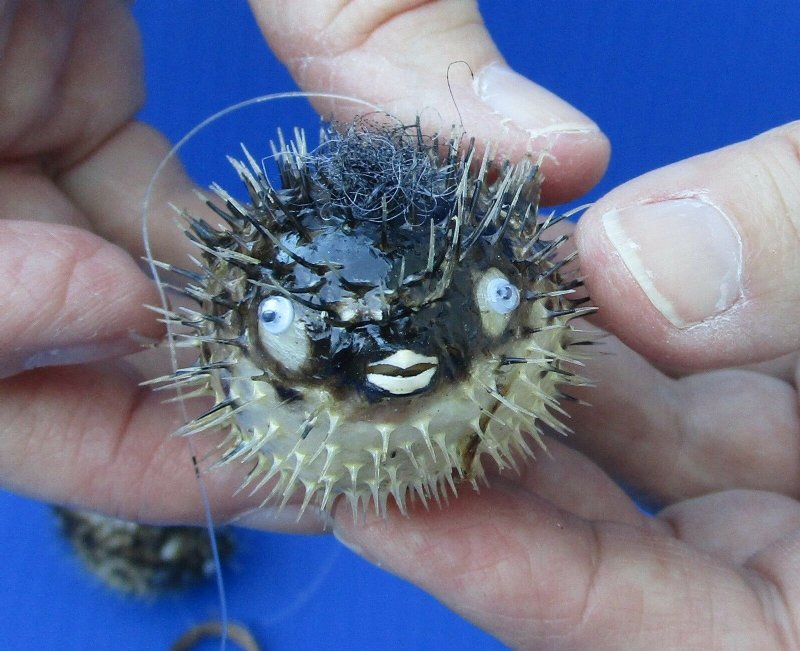 2 to 3 inches Small Dried Porcupine Blowfish in Bulk Bag of 25 1.60 each