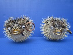 Real Dried Porcupine Blowfish <font color=red> Wholesale</font> 4 to 4 inches long <font color=red> WITH VERY SHARP SPINES</font>  - Box of 61 @ $1.75 each