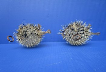Real Dried Porcupine Blowfish <font color=red> Wholesale</font> 4 to 4 inches long <font color=red> WITH VERY SHARP SPINES</font>  - Box of 61 @ $1.75 each