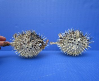 Real Dried Porcupine Blowfish <font color=red> Wholesale</font> 4 to 4 inches long <font color=red> WITH VERY SHARP SPINES</font>  - Box of 61 @ $1.75 each