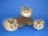 4 to 5 inches Dried Porcupine Blowfish with Hanger - Pack of 2 @ $4.00 each; Pack of 10 @ $3.20 each (<font color=red> with Very Sharp Spines)</font>