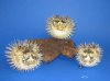 5 to 6 inches Real Preserved Dried Porcupine Fish, Blowfish with sharp spines - Pack of 2 @ $4.50 each;