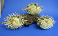 Two Preserved Dried Porcupine Fish, Blowfish, 5 to 6 inches <font color=red> With Sharp Spines </font>