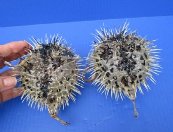 68 Dried Porcupine Blowfish <font color=red> Wholesale</font> 6 to 7 inches long <font color=red> WITH VERY SHARP SPINES </font>  