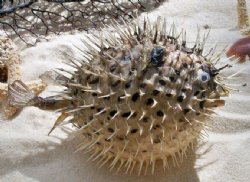 Real Dried Porcupin...