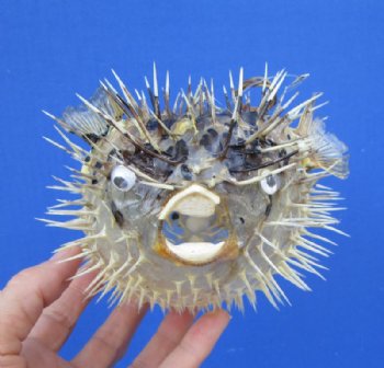 Real Dried Porcupine Blowfish for Sale 6 to 7 inches long <font color=red> With Sharp Spines </font> - - Box of 10 @ $4.40 each