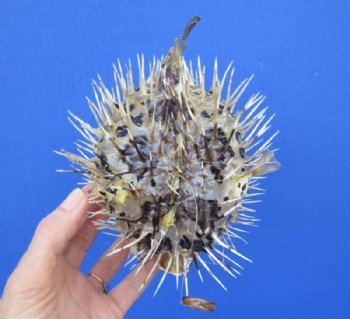 Real Dried Porcupine Blowfish for Sale 6 to 7 inches long <font color=red> With Sharp Spines </font> - - Box of 10 @ $4.40 each
