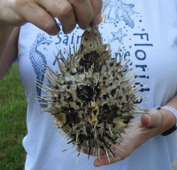 Real Dried Porcupine Blowfish for Sale 6 to 7 inches long <font color=red> With Sharp Spines </font> - - Box of 10 @ $4.40 each