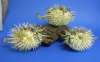 Box of 12 Real Dried Porcupine Blowfish for Sale 6 to 7 inches long <font color=red> With Sharp Spines </font> - - Priced: 12 @ $4.00 each