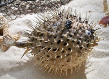 7 to 8 inches Dried Porcupine Fish for Sale, Porcupine Blowfish <font color=red>  With Very Sharp Spines</font> 3 @ $6.80 each