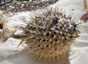Dried Porcupine Blowfish - 1st Class Mail Shipping