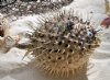 7 inches Hanging Dried Porcupine Blowfish with <font color=red>with Sharp Spines </font> - ;Pack of 4 @ $5.20 each; Pack of 6 @ $4.90 each 