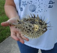 7 to 8 inches Dried Porcupine Fish for Sale, Porcupine Blowfish <font color=red>  With Very Sharp Spines</font> 3 @ $6.80 each
