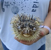 7 to 8 inches Dried Porcupine Fish for Sale, Porcupine Blowfish <font color=red>  With Very Sharp Spines</font> 3 @ $6.80 each
