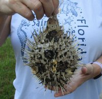 7 to 8 inches Dried Porcupine Fish for Sale, Porcupine Blowfish <font color=red>  With Very Sharp Spines</font> 3 @ $6.80 each