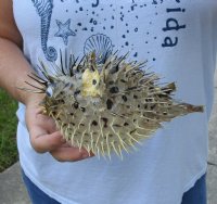 7 to 8 inches Dried Porcupine Fish for Sale, Porcupine Blowfish <font color=red>  With Very Sharp Spines</font> 3 @ $6.80 each