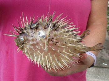 9 inches Preserved Dried Real Porcupine Fish, Blowfish <font color=red> with Sharp Spines </font> - Pack of 2 @ $10.40 each