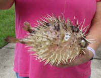9 inches Preserved Dried Real Porcupine Fish, Blowfish <font color=red> with Sharp Spines </font> - Pack of 2 @ $10.40 each