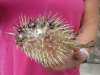 9 inches Dried Preserved Porcupine Blowfish, Porcupine Fish<font color=red> with Sharp Spines</font> in Bulk Case of 10 @ $6.00 each (17x17x17 box UPS 30 lbs Dimensional Weight)