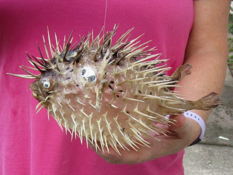 9 inches Preserved Dried Real Porcupine Fish, Blowfish with Sharp Spines