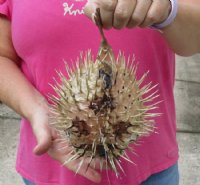 9 inches Preserved Dried Real Porcupine Fish, Blowfish <font color=red> with Sharp Spines </font> - Pack of 2 @ $10.40 each