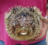 9 inches Dried Preserved Porcupine Blowfish  - Case of 10 @ $9.00 each; <font color=red> Wholesale </font> 20 @ $6.00 each