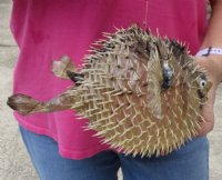 9 inches Dried Preserved Porcupine Blowfish  - Case of 10 @ $9.00 each; <font color=red> Wholesale </font> 20 @ $6.00 each