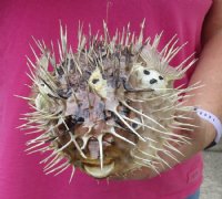 9 inches Dried Preserved Porcupine Blowfish  - Case of 10 @ $9.00 each; <font color=red> Wholesale </font> 20 @ $6.00 each