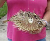 9 inches Dried Preserved Porcupine Blowfish  - Case of 10 @ $9.00 each; <font color=red> Wholesale </font> 20 @ $6.00 each