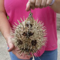 8 inches Dried Porcupine Fish in Bulk With a Hanger - 10 @ $7.60 each <font color=red> With Very Sharp Spines</font>