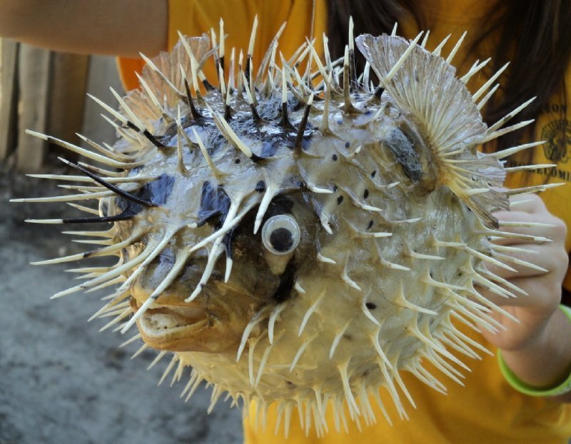 blowfish stuffed animal