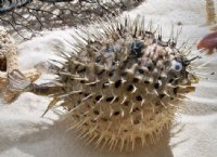 8 inches Dried Porcupine Fish in Bulk With a Hanger - 10 @ $7.60 each <font color=red> With Very Sharp Spines</font>