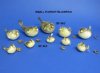 2 to 3 inches Small Dried Puffer Fish, Blowfish with Hanger for Easy Display - Pack of 10 @ $1.00 each; Pack of 50 @ .75 each; Bulk Pack of 100 @ .68 each 