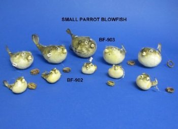 Hanging Small Dried Puffer Fish 2 to 3 inches - Box: 50 @ $1.07 each