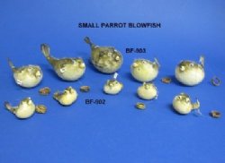 Hanging Small Dried Puffer Fish 2 to 3 inches - 10 @ $1.50 each