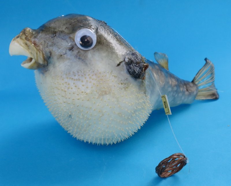 3 inches Bulk Dried Small Puffer Blowfish with a Hanger for Easy Display