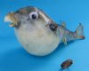 3 to 4-7/8 inches Wholesale Dried Small Puffer Blowfish with a Hanger for Easy Display - Box of 150 @ .65 each