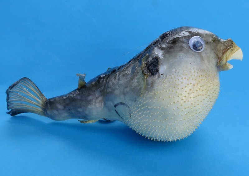 3 inches Bulk Dried Small Puffer Blowfish with a Hanger for Easy Display